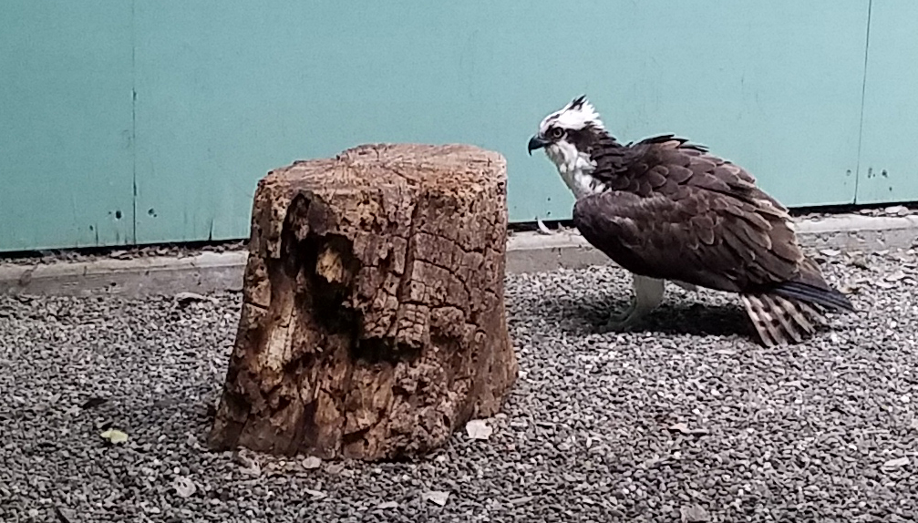 osprey in rehab center