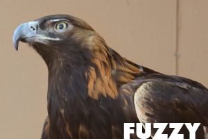 Fuzzy golden eagle