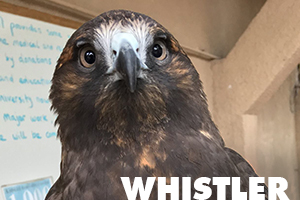 Whistler Swainson's hawk